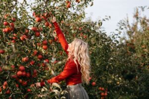 Person picking fruit at Bayfield apple orchards